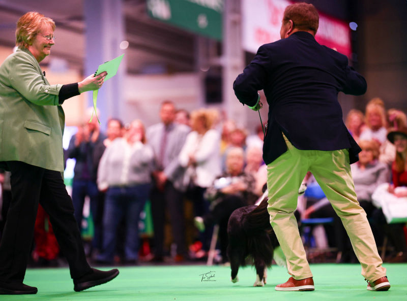Tempt on way to CC & BOB at Crufts 2025