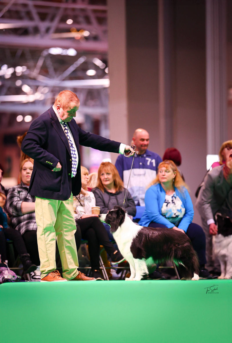 Tempt on way to CC & BOB at Crufts 2025