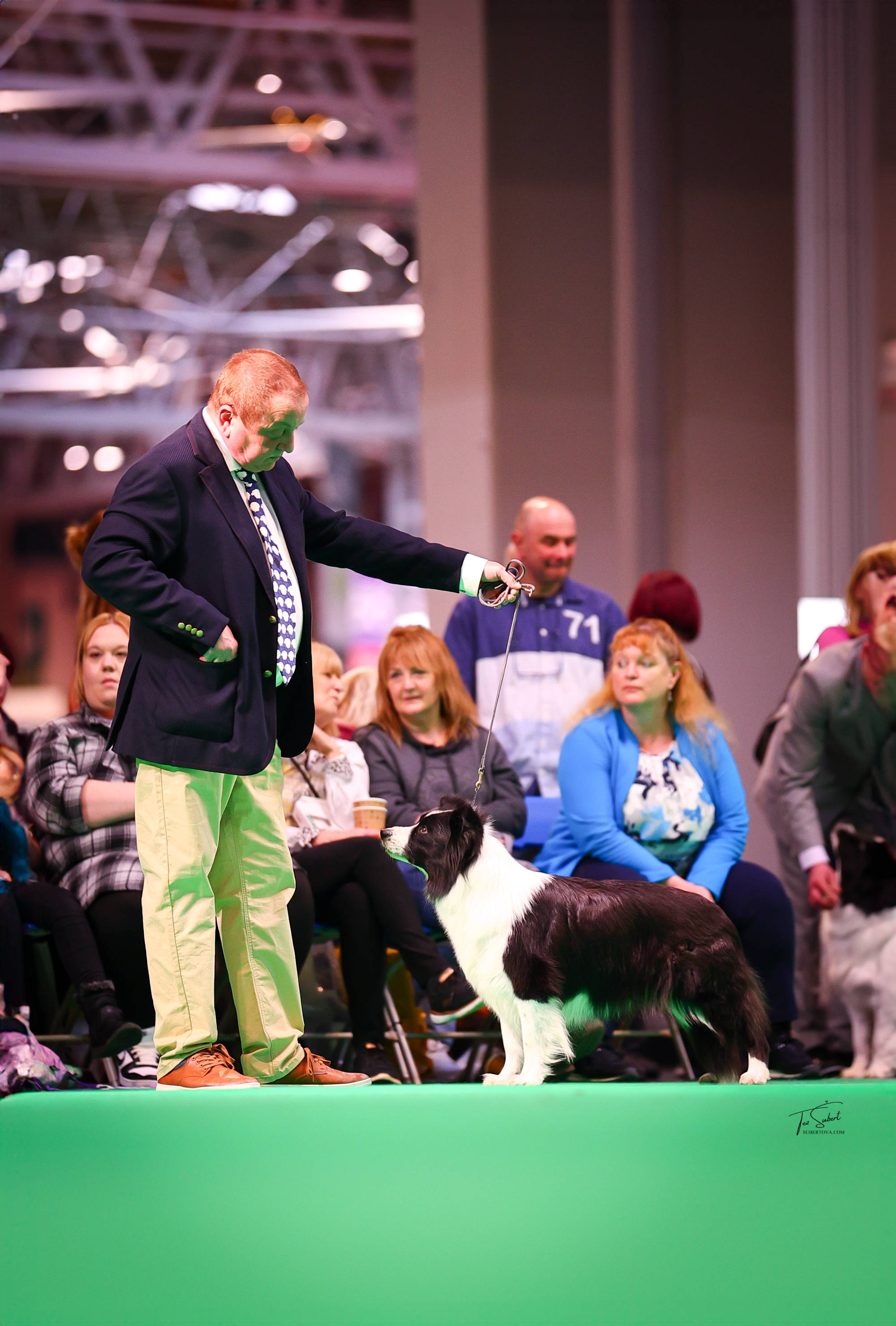 Tempt on way to CC & BOB at Crufts 2025