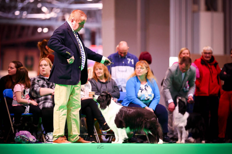 Tempt on way to CC & BOB at Crufts 2025