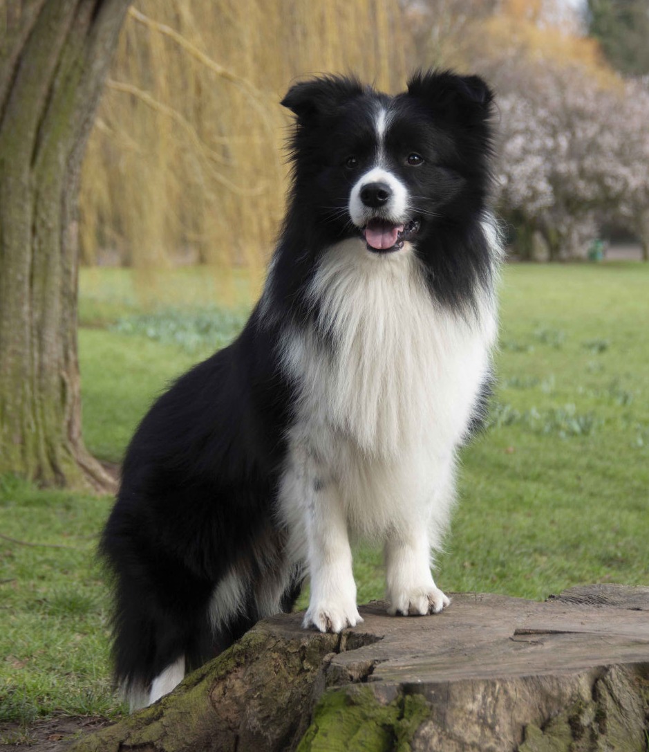 Show shop border collie