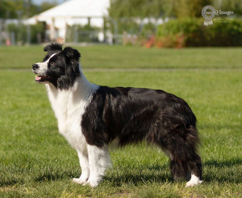 Tempt on day of achieving Breed Record